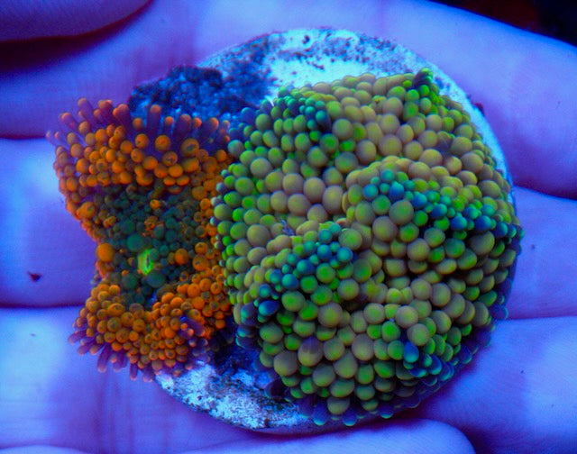 Lava Orange and Golden Delicious Ricordea Yuma Coral Reef Aquarium