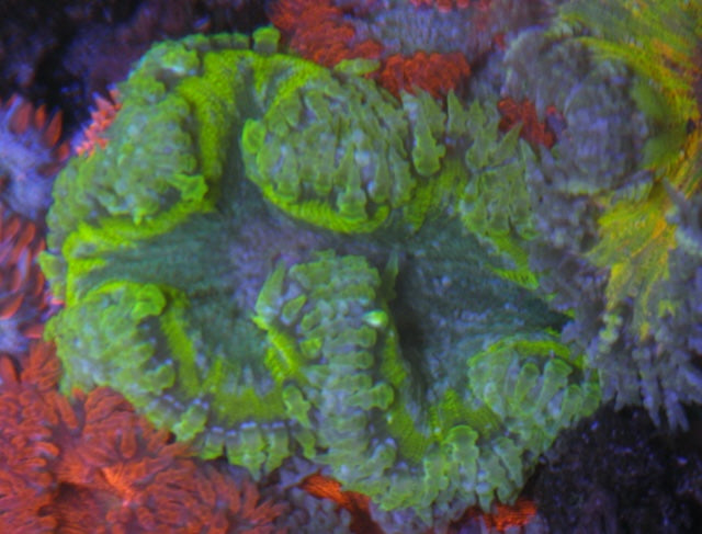 Sour Lime Flower Rock Anemone Coral Reef Aquarium Build Your Own Pack