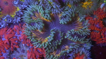 Mango Rainbow Pinstripes Rainbow Flower Rock Anemone Reef Aquarium