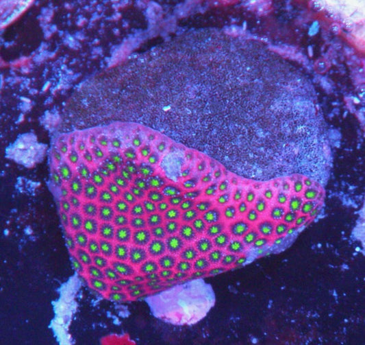 Darth Maul Porites 2