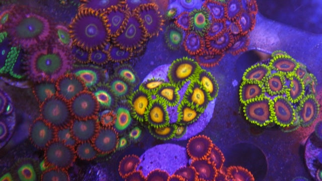 Scrambled Egg Yellow Zoanthids Coral Reef Aquarium Beginner