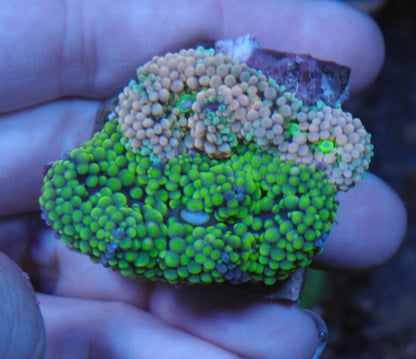 Lime and Aqua Pink Ricordea Florida Mushroom Yuma Coral Reef Aquarium