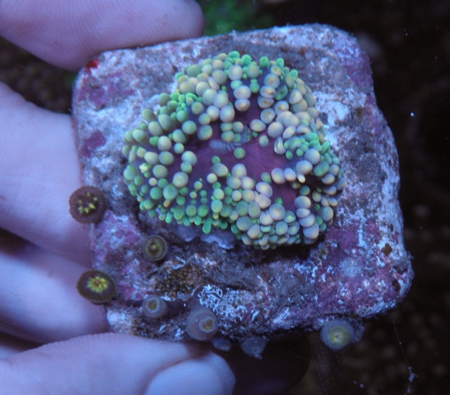 Martian Flower Rock Anemone Build Your Own Pack