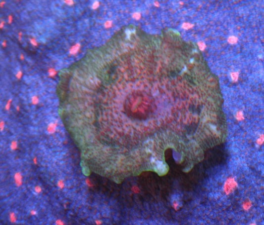 Watermelon Rainbow Discosoma Neglecta Umbrella Mushroom Saltwater Aquarium