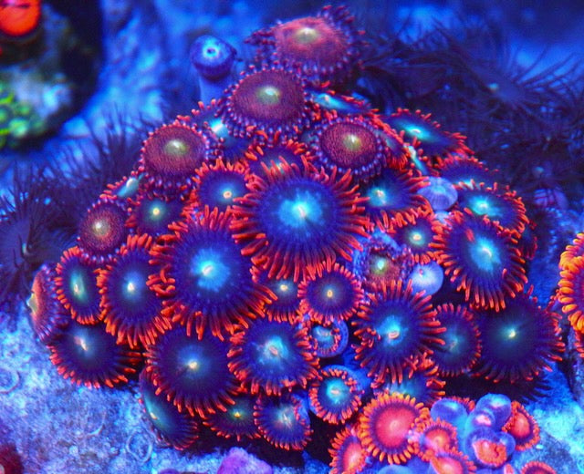 Punk Rocker and Pandora Zoanthids Coral Reef