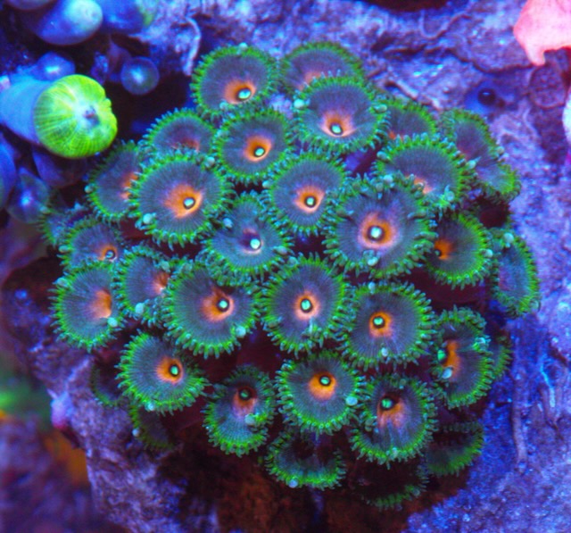 Captain America Palythoa Mini colony
