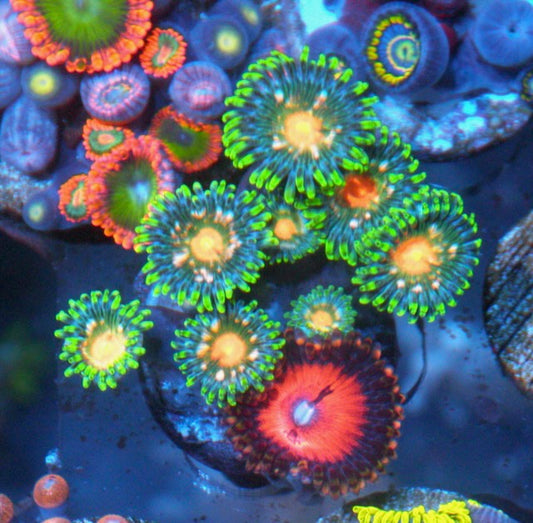 Green Bay Packer and Bloodsucker Zoanthids Reef Aquarium