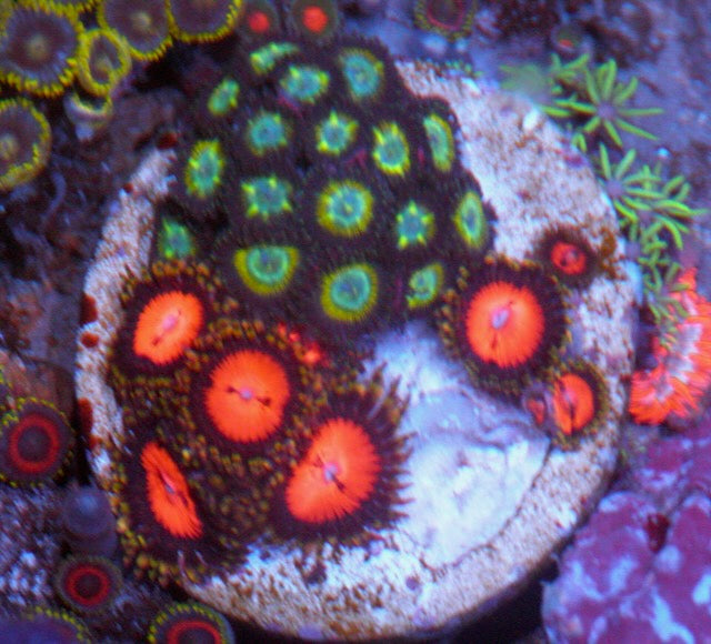 Bloodsucker and Emerald Star Zoanthids Colony Coral Reef