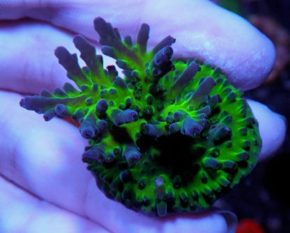 Frankie's Kryptonite Acropora Tortuosa Coral Coral Reef 3