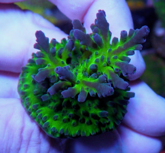 Frankie's Kryptonite Acropora Tortuosa Coral Coral Reef 3