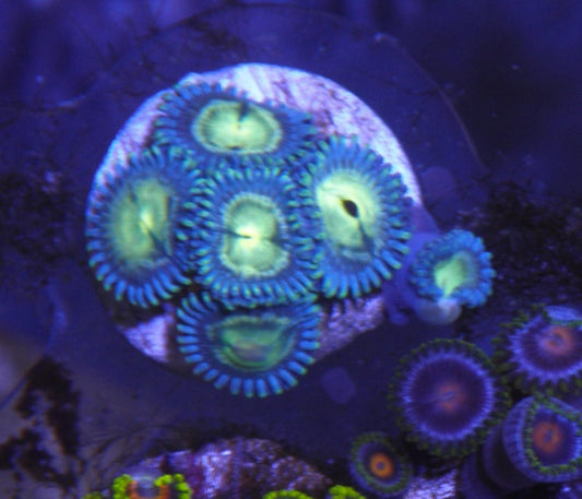 Frankie's Kryptonite Acropora Tortuosa Coral