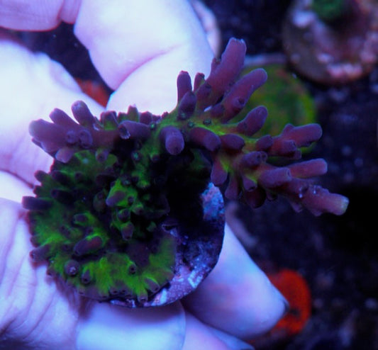 Blue Miyagi Acropora Tortuosa Coral SPS