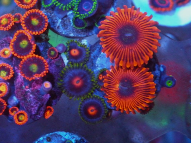 Blowpop and Crazy Lady Zoanthids Reef Aquarium Tank
