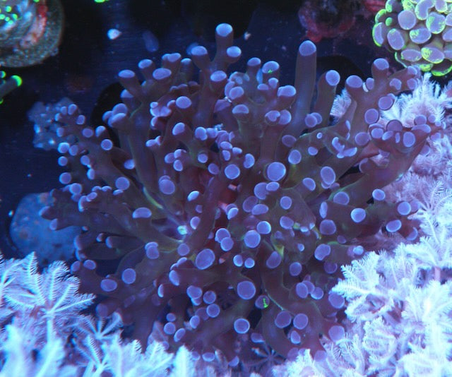 Big Rose Violet Tips Frogspawn Tank-raised Aquarium Coral Reef