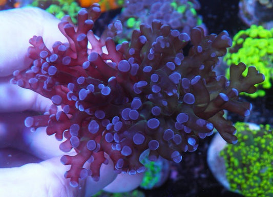 Big Rose Violet Tips Frogspawn Tank-raised Aquarium Coral Reef