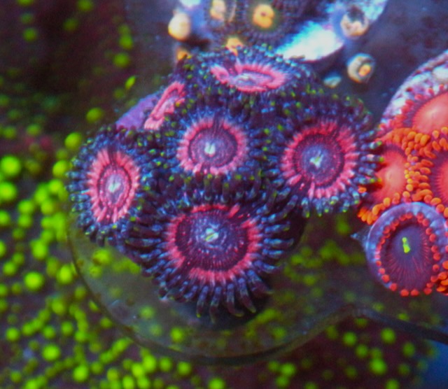 Pink Zipper Zoanthids Reef Tank