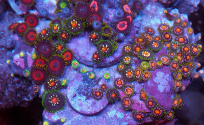 Princess Pink Watermelon Daisy Cutter Zoanthid Garden Colony Rock