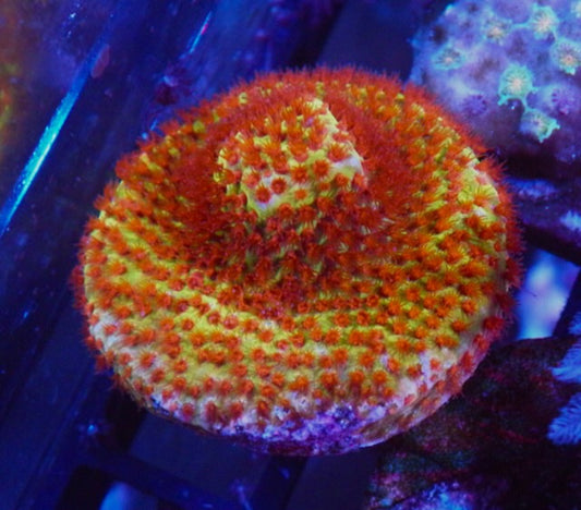 Jason Fox Burning Banana Stylocoeniella Coral 2