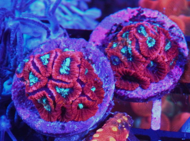 Red Blue Superman Favia Reef Aquarium 2