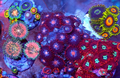Long Lash Eagle and Rainbow Yoda Palythoa Zoanthids Saltwater Aquarium Reef