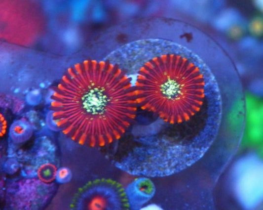 Magician Orange Zoanthids Coral Reef Aquarium Saltwater
