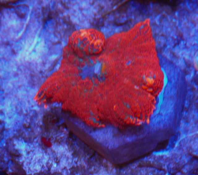 Super Freak Rhodactis Mushroom Coral