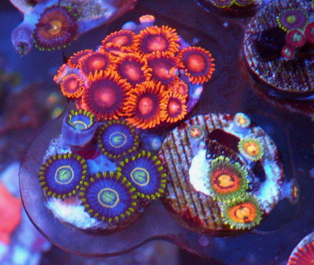 Rainbow Incinerator Zoanthid Frag Coral Reef 2