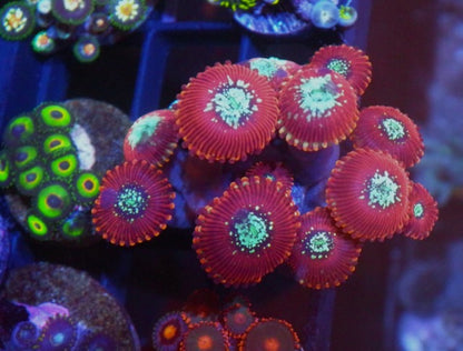 Magician Zoanthids Coral Reef Aquarium 2