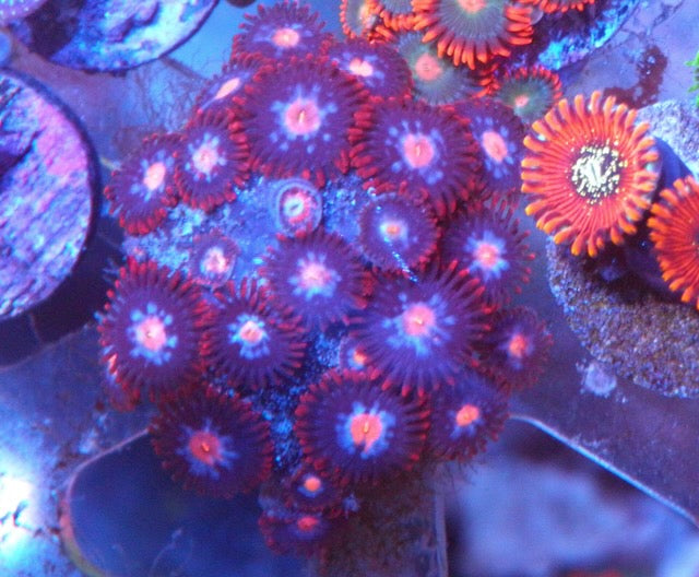 Mystique Orange Zoanthids Reef Aquarium