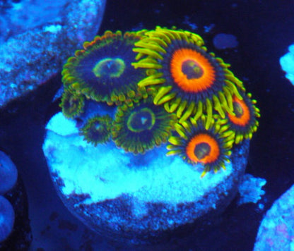 Long Lash Eagle and Rainbow Yoda Palythoa Zoanthids Saltwater Aquarium Reef