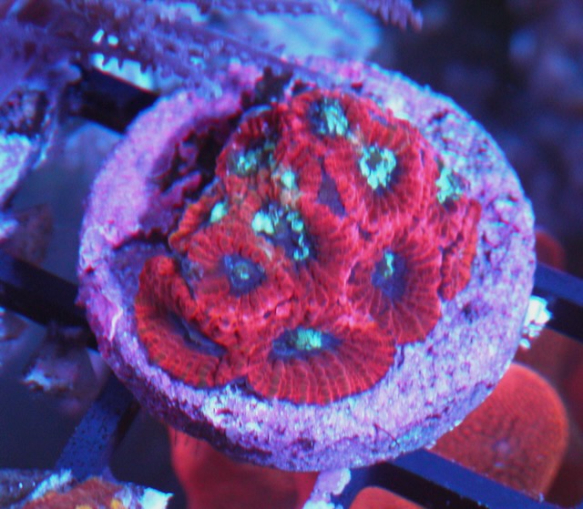Red Blue Superman Favia Reef Aquarium 2