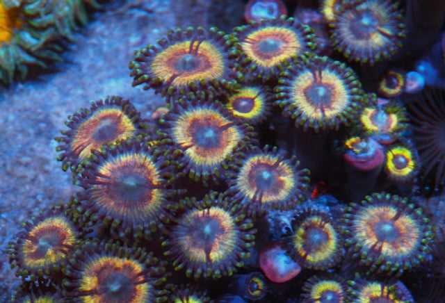 Solar Vampire  Zoanthids Colony
