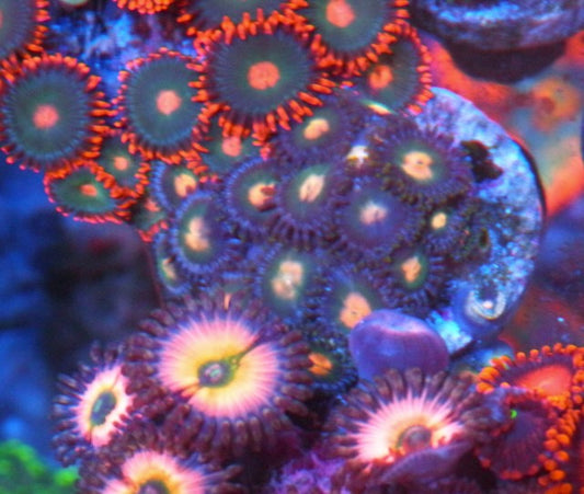 Forest Dream Zoanthids coral reef 2