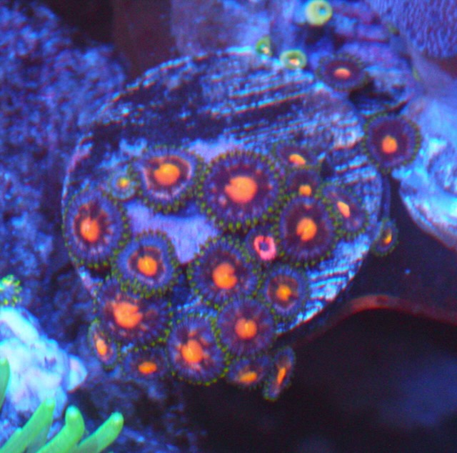 Sunrise Peach Zoanthids