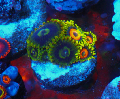 Long Lash Eagle and Rainbow Yoda Palythoa Zoanthids Saltwater Aquarium Reef