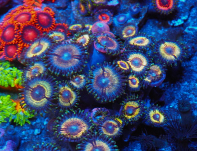 Solar Vampire  Zoanthids Colony