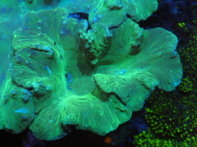 Green Cabbage Leather Reef Aquarium Beginner