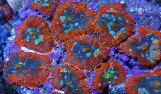 Orange Crush Rhodactis Mushroom Coral