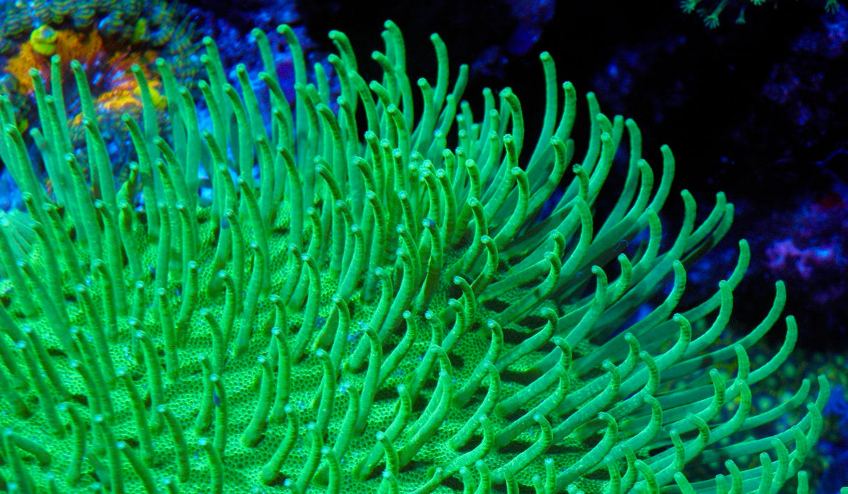 Japanese Neon Green Weeping Willow Leather Coral Reef Aquarium - Reef Gardener