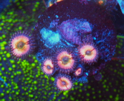 Cornbred Rainbow Infusion Zoanthids
