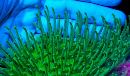Japanese Neon Green Weeping Willow Leather Coral Reef Aquarium - Reef Gardener