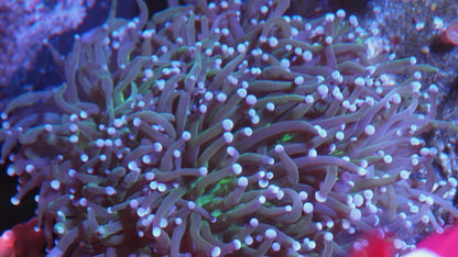 Green with Blue/Violet Tip Torch Coral Reef Aquarium