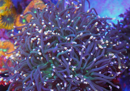 Cotton Candy Torch Coral LPS Euphyllia Coral Reef