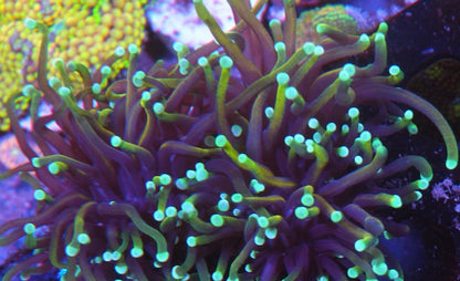 Dragon Soul Torch Coral Euphyllia Tank-raised Coral Reef Aquarium