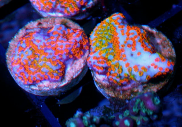 JF Aquaman Montipora Coral 3