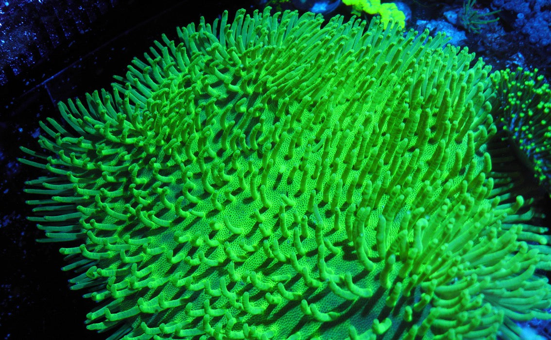 Japanese Neon Green Weeping Willow Leather Coral Reef Aquarium - Reef Gardener