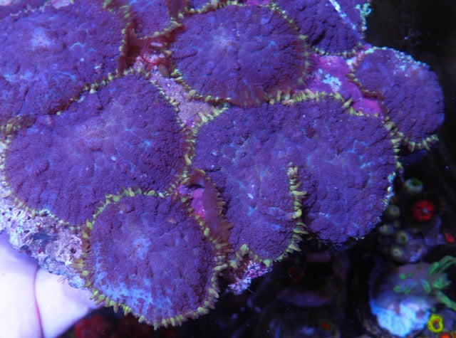 Rare Purple Haze Rhodactis Mushroom Coral Saltwater Aquarium