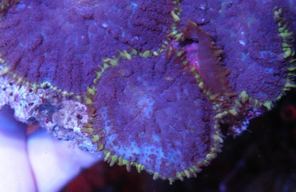 Rare Purple Haze Rhodactis Mushroom Coral Saltwater Aquarium 2
