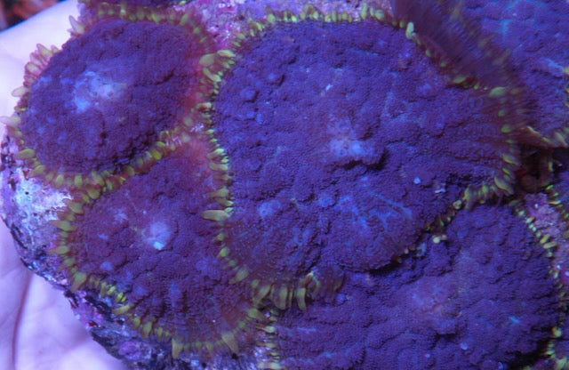 Rare Purple Haze Rhodactis Mushroom Coral Saltwater Aquarium 2