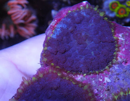 Rare Purple Haze Rhodactis Mushroom Coral Saltwater Aquarium